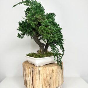 Bonsai Flowers Vasconcelos