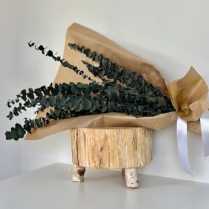 Eucalipto cinerea verde